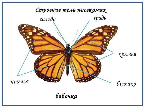 Строение тела насекомого бабочка