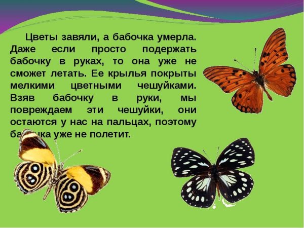Описание бабочки