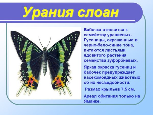 Доклад про бабочек