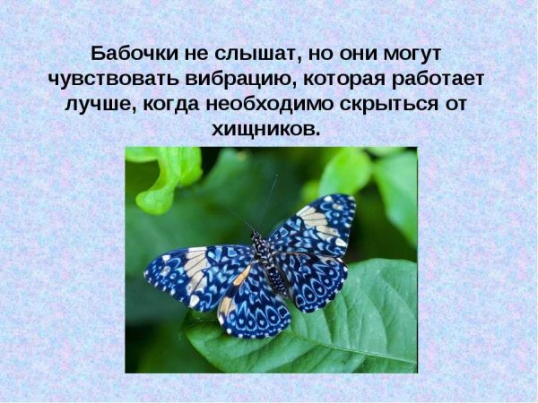 Интересные факты о бабочках