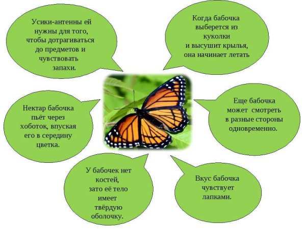 Информация о бабочках