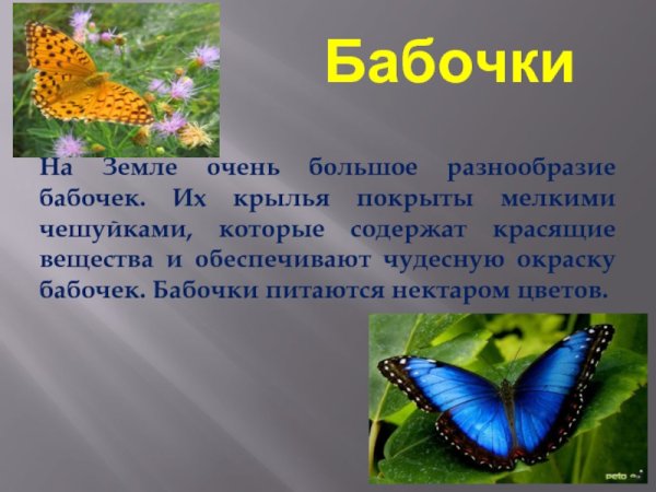 Доклад про бабочек