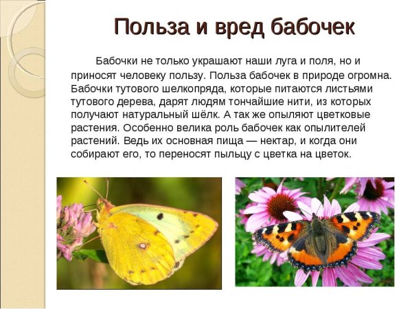 Описание бабочки