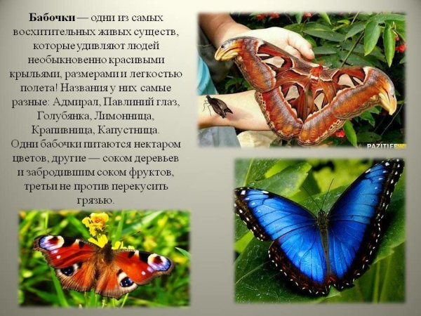 Описание бабочки