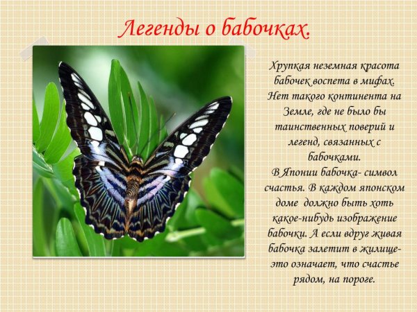 Мифы и легенды о бабочках