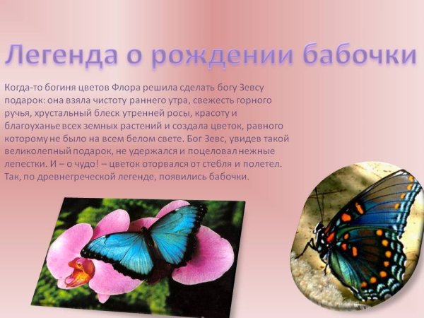 Интересное о бабочках для детей