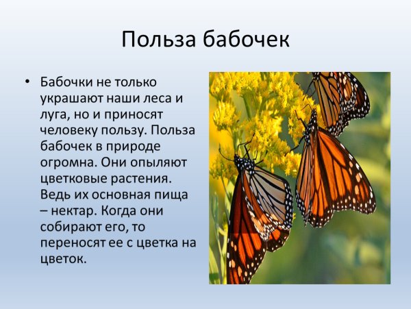 Картинки бабочки окружающий мир (68 фото) » Картинки и статусы про  окружающий мир вокруг