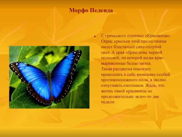 Доклад про бабочек