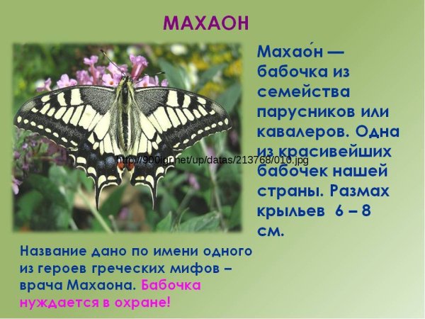 Махаон бабочка красная книга