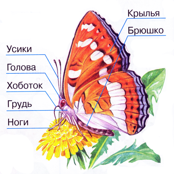 Чешуекрылые бабочки строение