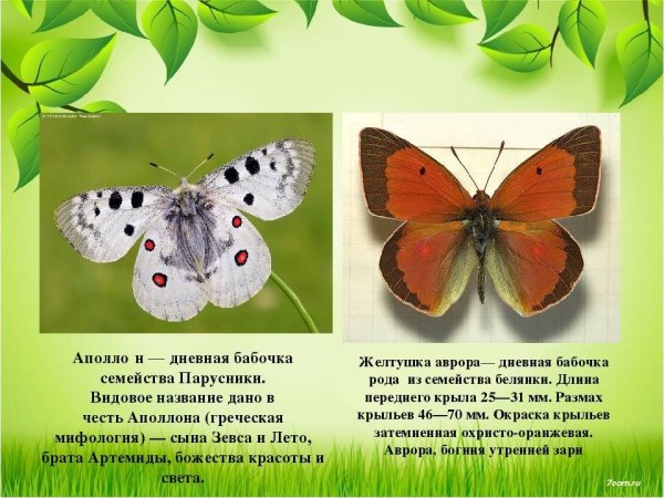 Бабочки красной книги
