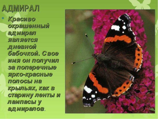 Красная книга бабочка Адмирал описание 2