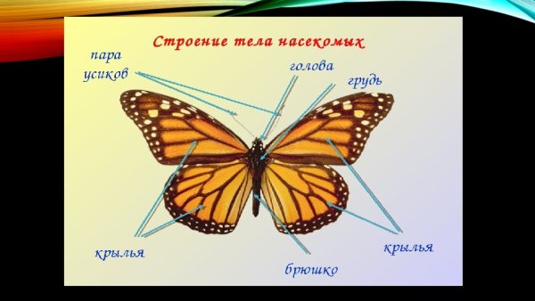 Строение бабочки