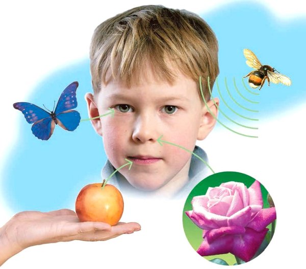 Дошкольники познают мир