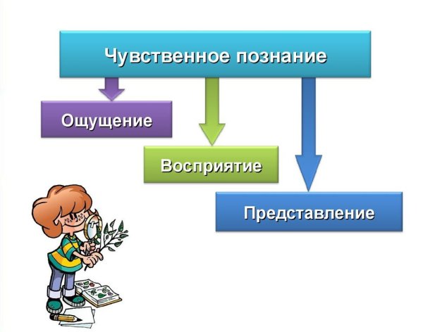 Чувственное познание окружающего мира