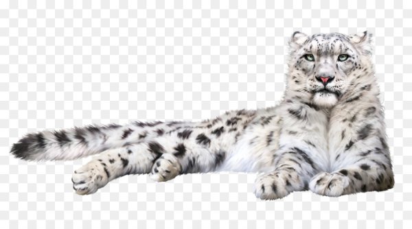 Ирбис на белом фоне