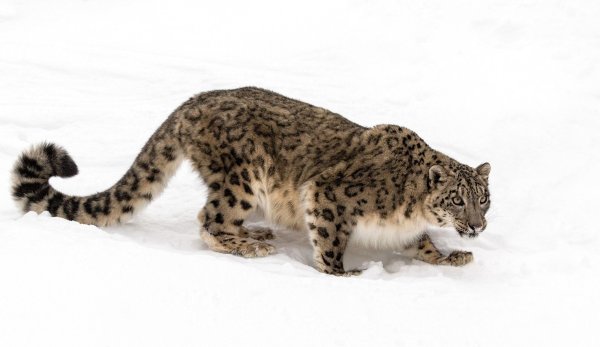 Ирбис окрас