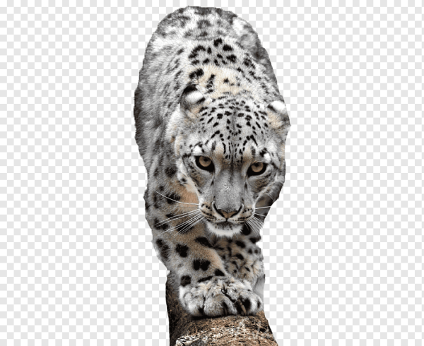 Снежный Барс на белом фоне