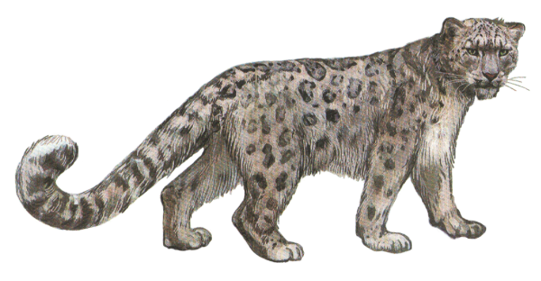 Panthera blytheae