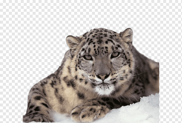 Ирбис на прозрачном фоне