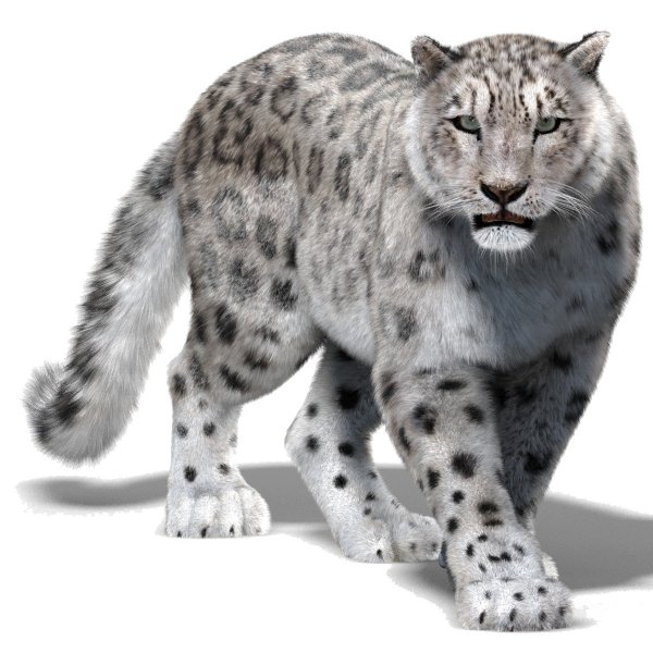 Снежный Барс Ирбис