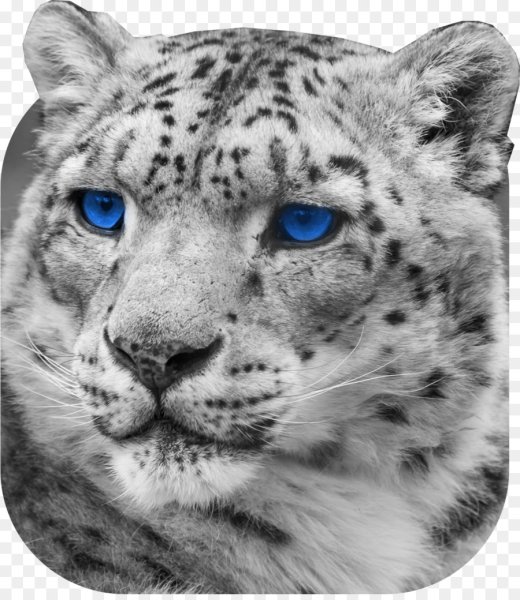 Белый Ягуар Барс