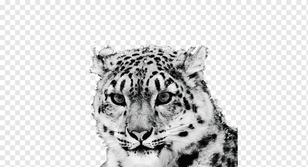 Снежный Барс на белом фоне