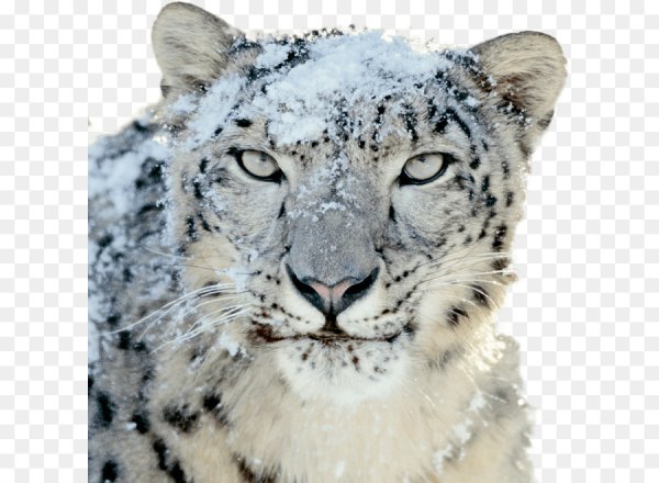 Снежный Барс и тигр