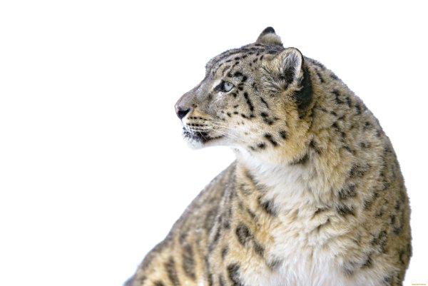 Снежный Барс на белом фоне