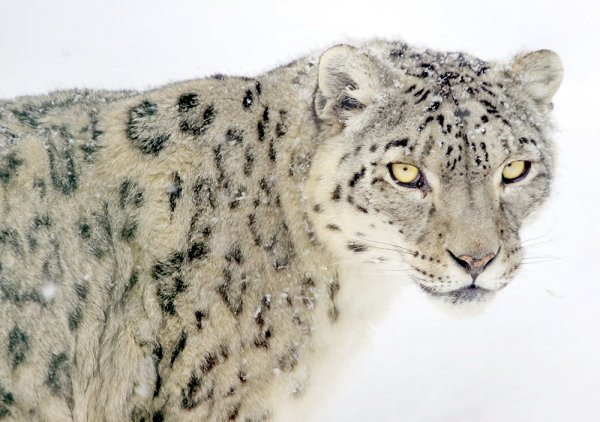 Илбирс снежный Барс