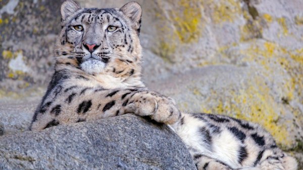 Снежный Барс обои