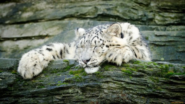 Ирбис эндемик