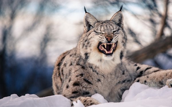 Снежный Барс и Рысь