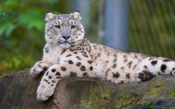 Белый Ирбис