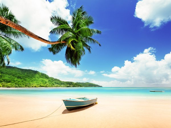 Пальмы и океан