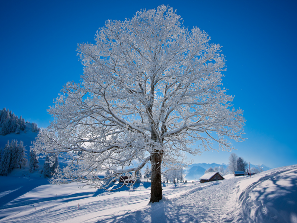 Деревья в снегу
