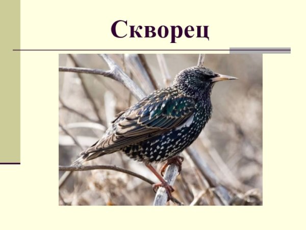 Скворец слайд