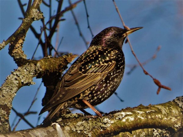 Породы Скворцов фото