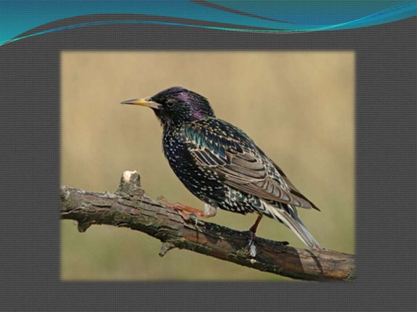 Скворец зимующая птица