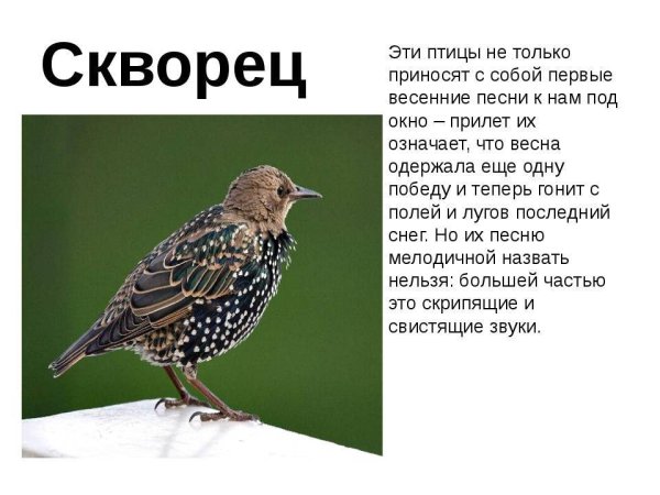 Скворец птица описание
