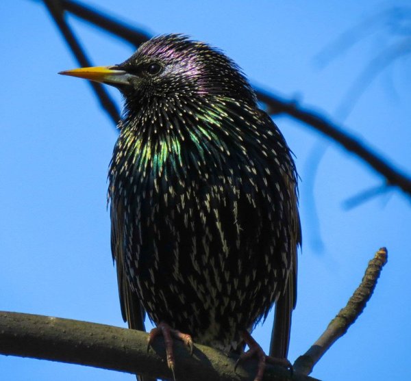 Наталья скворец