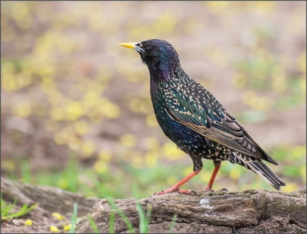 Европейский скворец