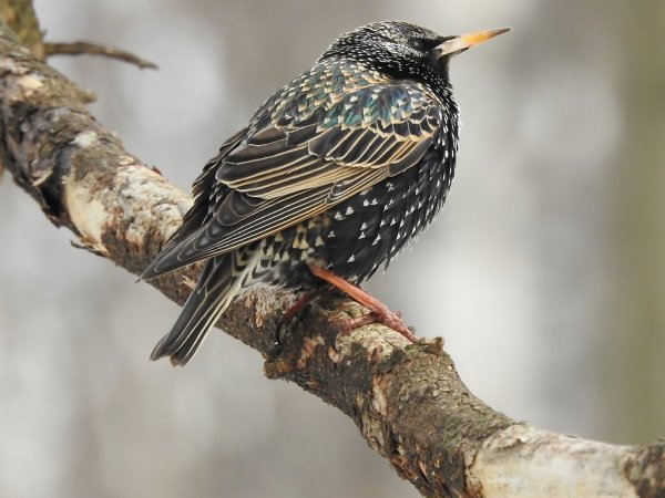 Скворец Кировская область