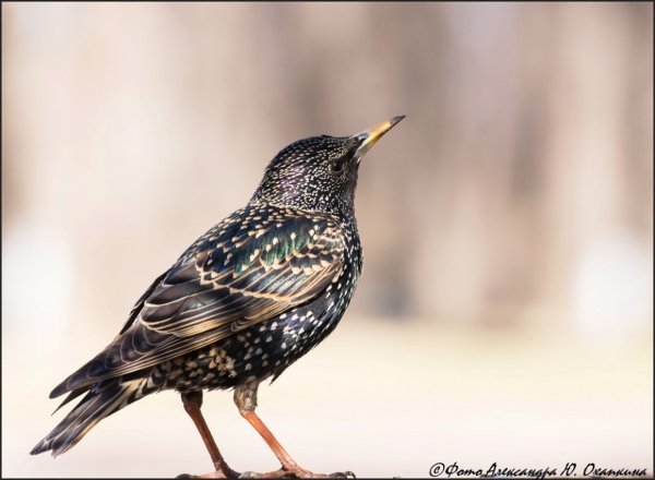 Никитина скворец