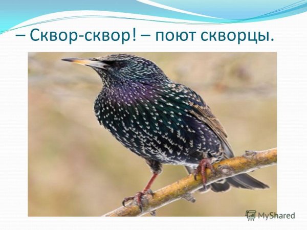 Скворец слайд