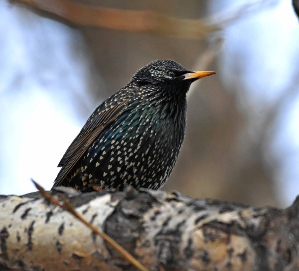 Скворец Гришка