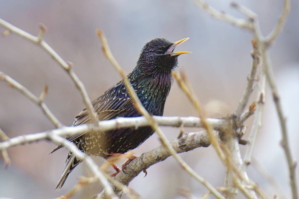 Скворец фото