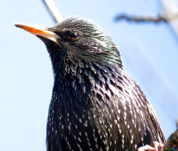 Скворец фото