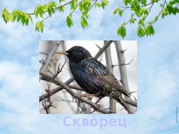 Информация о скворце