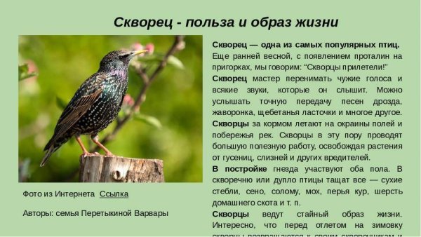 Рассказ о скворце